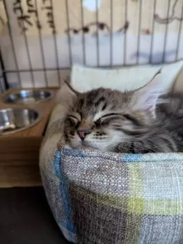 ぷっち 様のお迎えした子猫