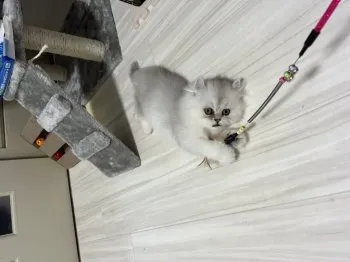 ちゃぴ 様のお迎えした子猫