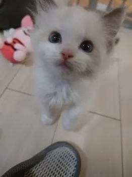KS 様のお迎えした子猫