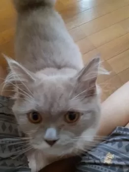 ととちゃん 様のお迎えした子猫