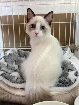 K.H 様のお迎えした子猫