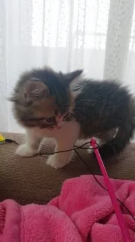 megumi 様のお迎えした子猫