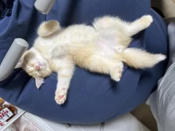 T.N 様のお迎えした子猫