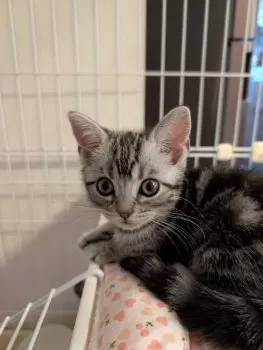 まるママ 様のお迎えした子猫