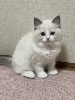 たくま 様のお迎えした子猫