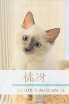 渡邊 様のお迎えした子猫