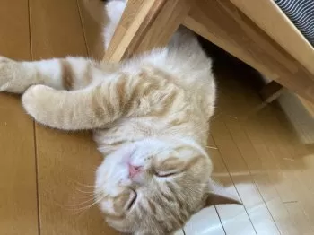 コロン 様のお迎えした子猫