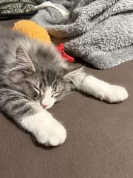 Hibikix 様のお迎えした子猫
