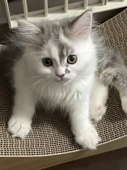 ごりべい 様のお迎えした子猫