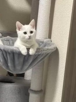 ゆう 様のお迎えした子猫