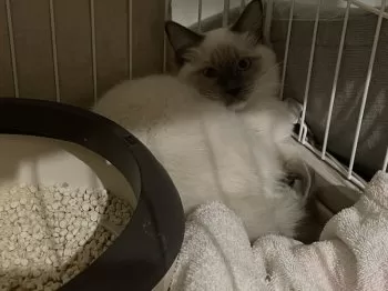 ごまうり 様のお迎えした子猫
