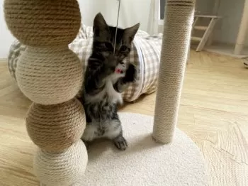 N.S 様のお迎えした子猫
