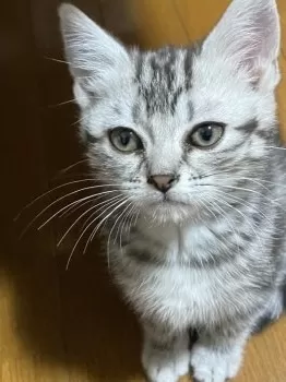 ロン 様のお迎えした子猫