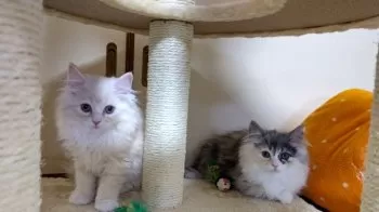 M.O 様のお迎えした子猫