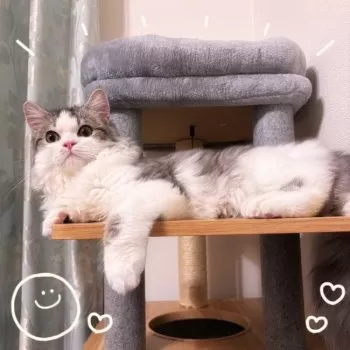 H.N 様のお迎えした子猫