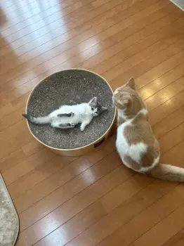 M.S 様のお迎えした子猫