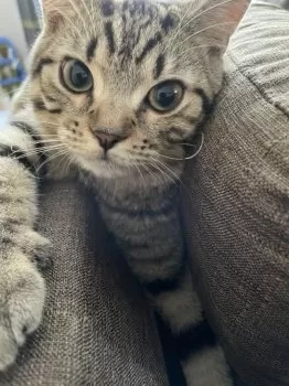 Y.H 様のお迎えした子猫