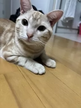 ゆう 様のお迎えした子猫