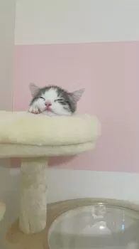 N.S 様のお迎えした子猫