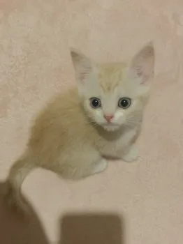 ささき 様のお迎えした子猫