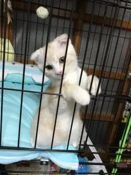 みーmama 様のお迎えした子猫