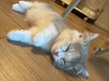M.M 様のお迎えした子猫