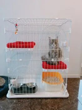 satosato 様のお迎えした子猫