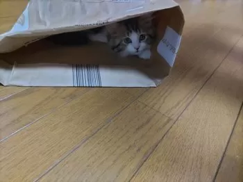 ako 様のお迎えした子猫