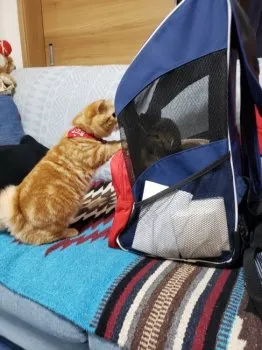 あい 様のお迎えした子猫