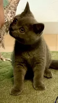 はらみよ 様のお迎えした子猫