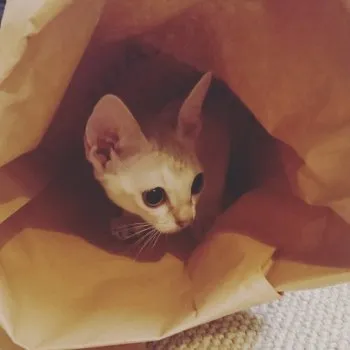たじにゃん 様のお迎えした子猫