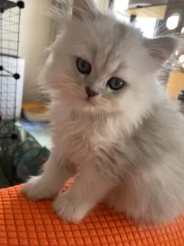 ゆきの 様のお迎えした子猫