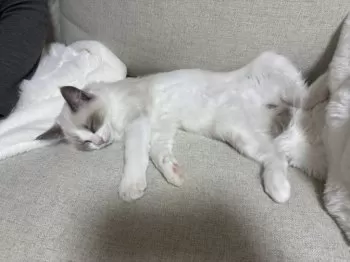 R.T 様のお迎えした子猫