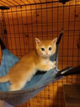 くぅ 様のお迎えした子猫