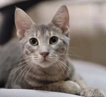 O.F 様のお迎えした子猫