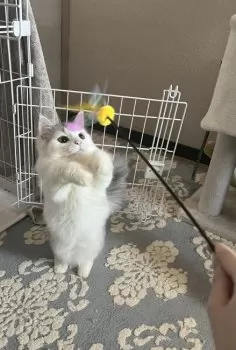 モダまろ 様のお迎えした子猫