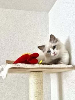 S.K 様のお迎えした子猫