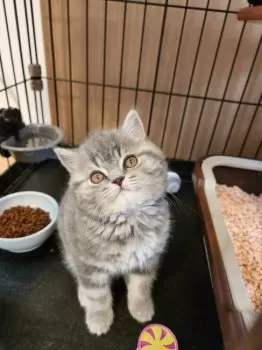 たくや 様のお迎えした子猫