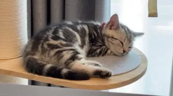 まめきち 様のお迎えした子猫