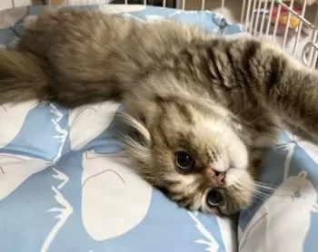 Sa 様のお迎えした子猫