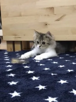 あすまる 様のお迎えした子猫