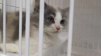 キティのパパ 様のお迎えした子猫