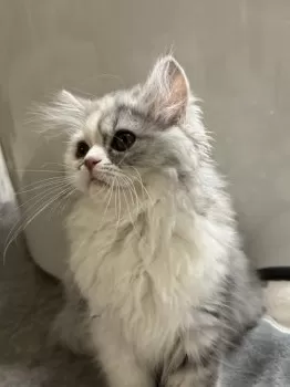 にこ 様のお迎えした子猫