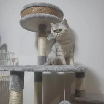 おくまる 様のお迎えした子猫