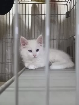 ユキ 様のお迎えした子猫