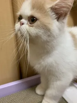 ようちゃん 様のお迎えした子猫