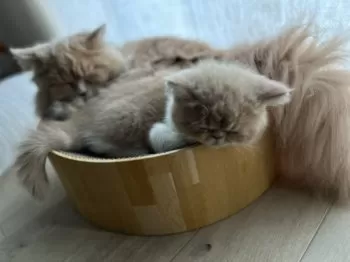 ソルト 様のお迎えした子猫