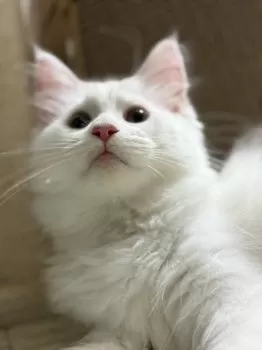 チィ 様のお迎えした子猫