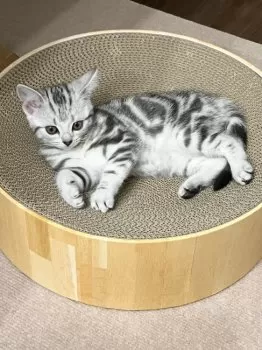 キューピー777 様のお迎えした子猫