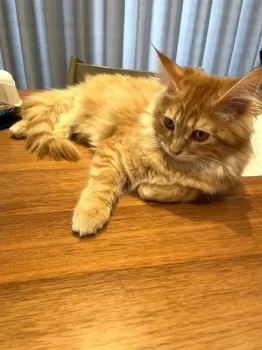 S.T 様のお迎えした子猫